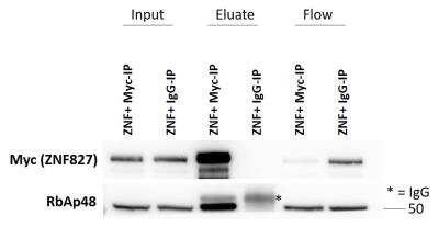 Immunoprecipitation: RBBP4/RbAp48 Antibody (11G10) [NB500-123]