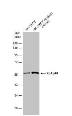 Western Blot: RBBP4/RbAp48 Antibody (11G10) [NB500-123]