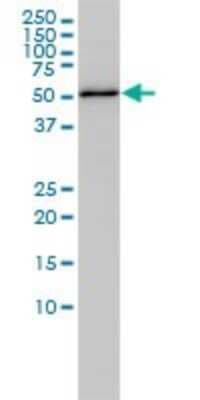Western Blot: RBBP4/RbAp48 Antibody (2D7) [H00005928-M01]
