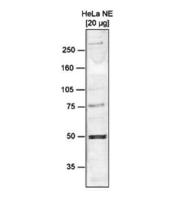 Western Blot: RBBP4/RbAp48 Antibody (C.15200033) [NBP2-62798]