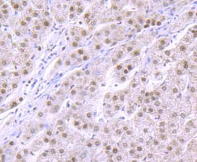 Immunohistochemistry-Paraffin: RBBP4/RbAp48 Antibody (JU37-47) [NBP2-75642]