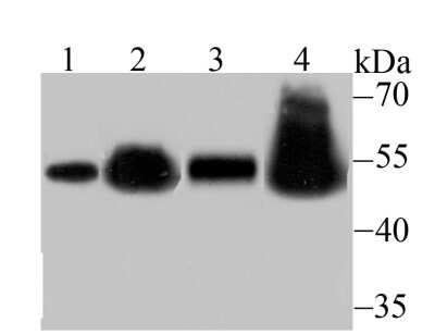 Western Blot: RBBP4/RbAp48 Antibody (JU37-47) [NBP2-75642]