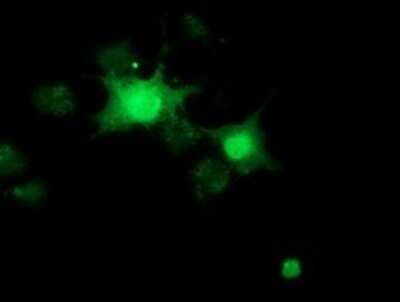 Immunocytochemistry/ Immunofluorescence: RBBP9 Antibody (OTI4G3) - Azide and BSA Free [NBP2-73828]