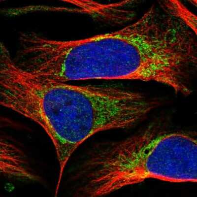 Immunocytochemistry/ Immunofluorescence: RBFA Antibody [NBP1-88471]