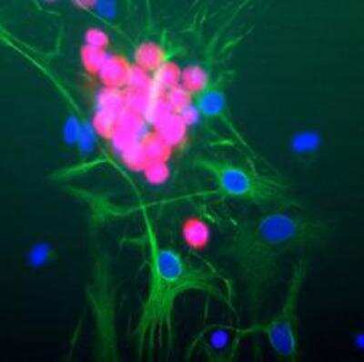 Immunocytochemistry/Immunofluorescence Staining of RBFOX3/NeuN in Rat Brain Neural Cultures