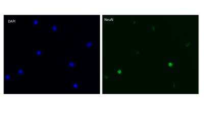 Immunocytochemistry/Immunofluorescence Imaging of RBFOX3/NeuN in Dissociated Spinal Cord Nuclei