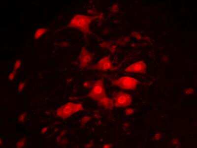 Immunohistochemical Analysis of RBFOX3/NeuN in Frozen Mouse Spinal Cord