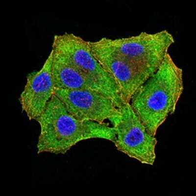 Immunocytochemistry/ Immunofluorescence: RBFOX3/NeuN Antibody (1H3B2) - BSA Free [NBP2-61848]