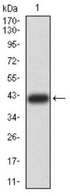 Western Blot: RBFOX3/NeuN Antibody (1H3B2)BSA Free [NBP2-61848]