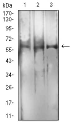 Western Blot: RBFOX3/NeuN Antibody (1H3B2)BSA Free [NBP2-61848]
