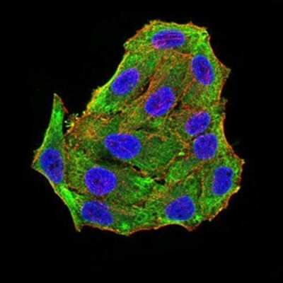 Immunocytochemistry/ Immunofluorescence: RBFOX3/NeuN Antibody (5A4B9) - BSA Free [NBP2-61841]