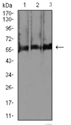 Western Blot: RBFOX3/NeuN Antibody (5A4B9)BSA Free [NBP2-61841]