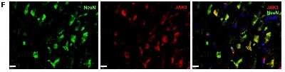 Immunohistochemistry-Paraffin: RBFOX3/NeuN Antibody - BSA Free [NBP1-77686]