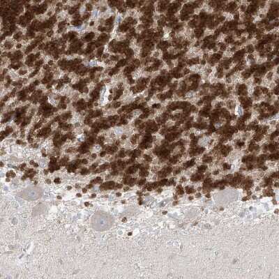Immunohistochemistry-Paraffin: RBFOX3/NeuN Antibody [NBP1-89821]