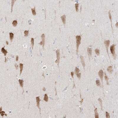 Immunohistochemistry-Paraffin: RBFOX3/NeuN Antibody [NBP1-89821]