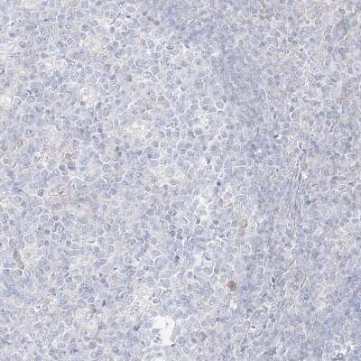 Immunohistochemistry-Paraffin: RBFOX3/NeuN Antibody [NBP1-89821]
