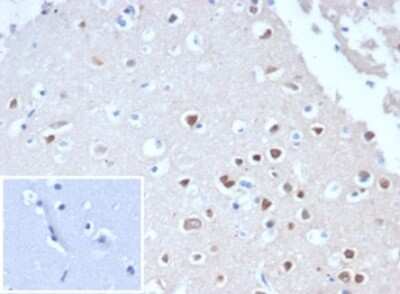 Immunohistochemistry-Paraffin: RBFOX3/NeuN Antibody (NeuN/288R) [NBP3-13857]