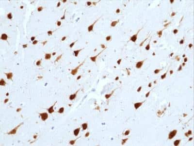 Immunohistochemistry-Paraffin: RBFOX3/NeuN Antibody (RM312) [NBP2-61582]