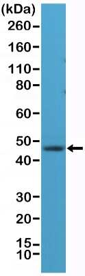 Western Blot: RBFOX3/NeuN Antibody (RM312) [NBP2-61582]