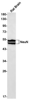 Western Blot: RBFOX3/NeuN Antibody (S09-7H2) [NBP3-19714]