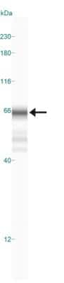 Simple Western: RBFOX3/NeuN Antibody [NBP1-92716]