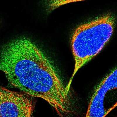 Immunocytochemistry/ Immunofluorescence: RBKS Antibody [NBP1-84116]