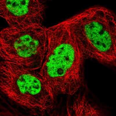 Immunocytochemistry/ Immunofluorescence: RBM12 Antibody [NBP2-13207]