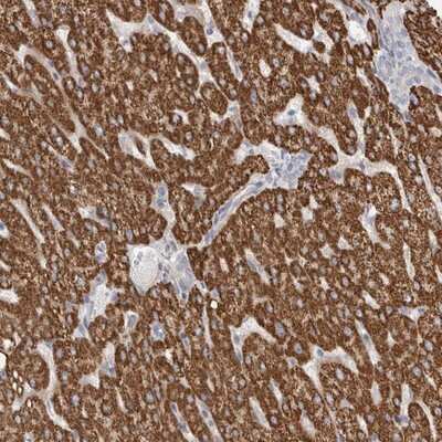 Immunohistochemistry-Paraffin: RBM12B Antibody [NBP1-85981]