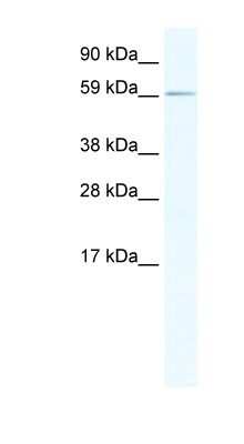 Western Blot: RBM14 Antibody [NBP1-80243]