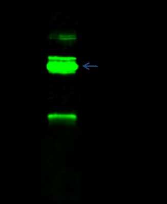 Immunoprecipitation: RBM15 Antibody [NBP2-98922]