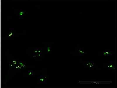 Immunocytochemistry/ Immunofluorescence: RBM19 Antibody [H00009904-B01P]