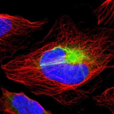 Immunocytochemistry/ Immunofluorescence: RBM23 Antibody [NBP1-83857]