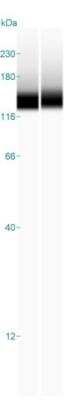 Simple Western: RBM25 Antibody [NBP1-83418]