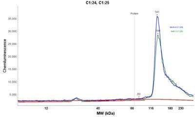 Simple Western: RBM25 Antibody [NBP1-83418]