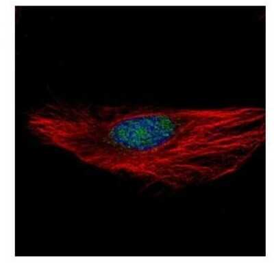 Immunocytochemistry/ Immunofluorescence: RBM28 Antibody [NBP1-32908]