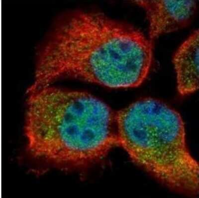 Immunocytochemistry/ Immunofluorescence: RBM3 Antibody [NBP2-43829]