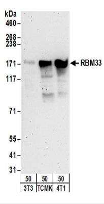 Western Blot: RBM33 Antibody [NBP2-22280]