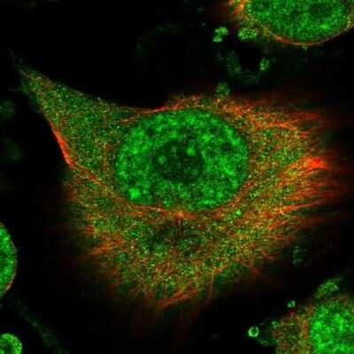 Immunocytochemistry/ Immunofluorescence: RBM41 Antibody [NBP1-83788]