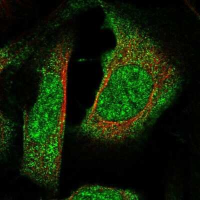 Immunocytochemistry/ Immunofluorescence: RBM42 Antibody [NBP1-82770]