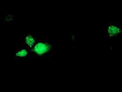 Immunocytochemistry/ Immunofluorescence: RBM46 Antibody (OTI1D6) - Azide and BSA Free [NBP2-73833]