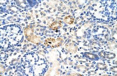 Immunohistochemistry-Paraffin: RBM4B Antibody [NBP1-80469]