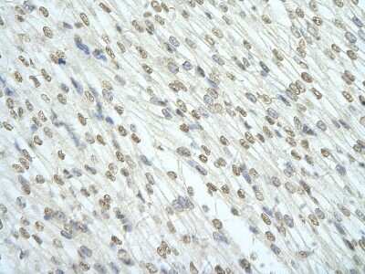 Immunohistochemistry: RBM7 Antibody [NBP1-57429]
