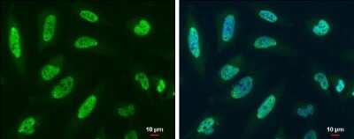 Immunocytochemistry/ Immunofluorescence: RBM8A Antibody [NBP3-13019]