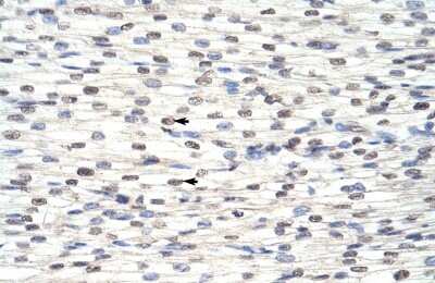 Immunohistochemistry-Paraffin: RBM8A Antibody [NBP1-57274]