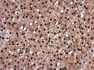 Immunohistochemistry-Paraffin: RBM8A Antibody [NBP3-13019]