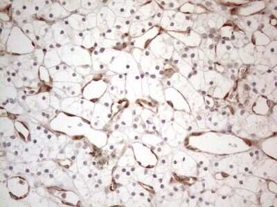 Immunohistochemistry: RBMS1 Antibody (OTI2H1) [NBP2-45533]