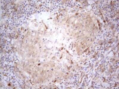 Immunohistochemistry: RBMS1 Antibody (OTI2H1) [NBP2-45533]