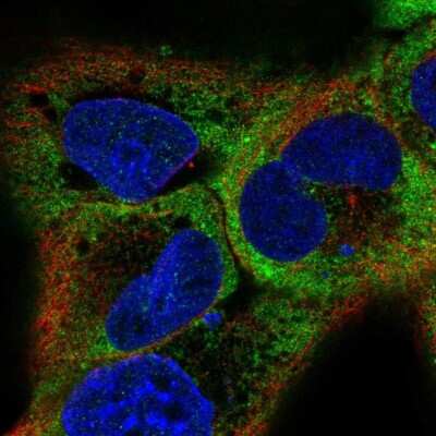 Immunocytochemistry/ Immunofluorescence: RBMS1 Antibody [NBP2-57279]