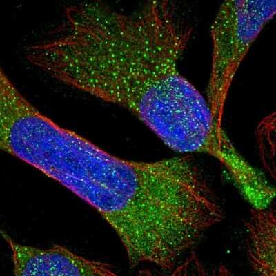 Immunocytochemistry/ Immunofluorescence: RBMS3 Antibody [NBP1-89497]