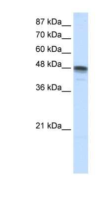 Western Blot: RBMS3 Antibody [NBP1-57147]